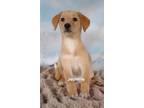 Adopt Jeannie a Tan/Yellow/Fawn Golden Retriever / Beagle / Mixed dog in Upper