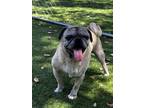 Adopt Blanche a Tan/Yellow/Fawn - with Black Pug / Mixed dog in Hamilton