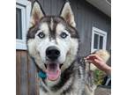 Adopt Wolf a Black Husky / Mixed dog in Canastota, NY (39079440)