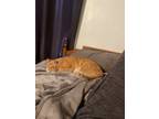 Adopt Pumpkin a Orange or Red Tabby / Mixed (short coat) cat in Penn Valley