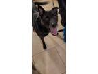 Adopt Kai a Black Labrador Retriever / Mixed dog in Sarasota, FL (39079432)