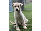 Adopt Oscar a Tan/Yellow/Fawn Mixed Breed (Medium) / Mixed dog in Hamilton