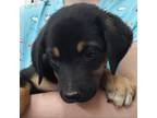 Adopt Luisa a Black Labrador Retriever / Cattle Dog / Mixed dog in Zanesville