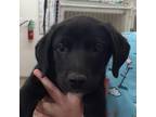 Adopt Pep a Black Labrador Retriever / Cattle Dog / Mixed dog in Zanesville