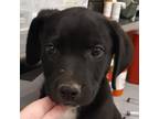 Adopt Camilo a Black Labrador Retriever / Cattle Dog / Mixed dog in Zanesville