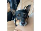 Adopt Remi a Miniature Pinscher / Mixed dog in Boston, KY (39079420)