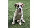 Adopt Owen a White - with Brown or Chocolate Mixed Breed (Medium) / Mixed dog in