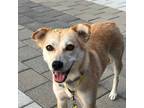 Adopt Bomi a Tan/Yellow/Fawn - with White Shiba Inu / Jindo / Mixed dog in Port