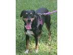 Adopt MICKI a Black - with Tan, Yellow or Fawn Miniature Pinscher / Mixed dog in