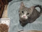 Adopt Cora a Gray, Blue or Silver Tabby Domestic Shorthair (short coat) cat in