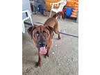 Adopt Blue a Brown/Chocolate Tosa Inu / Redbone Coonhound / Mixed dog in Port