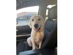 Adopt Malcolm a White - with Gray or Silver Great Pyrenees / Golden Retriever /