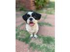 Adopt Allie Genera-adoption pendingl a Black - with White Shih Tzu / Mixed dog