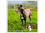 Adopt Chrissie a Gray/Blue/Silver/Salt & Pepper Greyhound / Mixed dog in