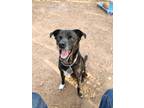 Adopt Harley a Black Pug / Mixed dog in Cedar Creek, TX (39079259)