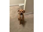 Adopt Bailey a Tan/Yellow/Fawn - with White Anatolian Shepherd / Black Mouth Cur