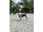 Adopt Loki a Black - with Tan, Yellow or Fawn Shiba Inu / Mixed dog in