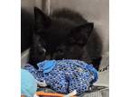 Adopt Wrigley a Domestic Shorthair / Mixed (short coat) cat in Murphysboro