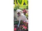 Adopt Luna a White Labrador Retriever / Great Pyrenees / Mixed dog in Bridgeton
