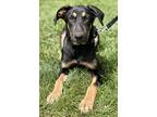 Adopt Dawson a Black Airedale Terrier / German Shepherd Dog / Mixed dog in