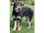 Adopt Joey a Black Airedale Terrier / German Shepherd Dog / Mixed dog in