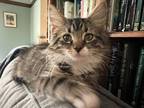 Adopt RuPaw a Tan or Fawn Tabby Domestic Mediumhair (medium coat) cat in