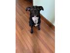 Adopt Tandy a Black - with White Australian Cattle Dog / American Pit Bull