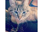 Adopt Lexie a Gray, Blue or Silver Tabby Colorpoint Shorthair / Mixed (short