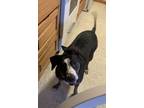 Adopt Haydee a Black - with White American Pit Bull Terrier / Mutt / Mixed dog