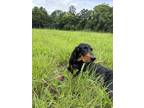 Adopt Cash a Black - with Tan, Yellow or Fawn Black and Tan Coonhound / Mixed