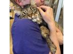 Adopt Laura a Brown or Chocolate (Mostly) Maine Coon (medium coat) cat in