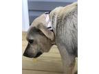 Adopt Rebel a Tan/Yellow/Fawn - with Black Black Mouth Cur / Mixed dog in