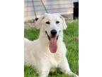 Adopt Athena a White Komondor / Akbash / Mixed dog in Sun Prairie, WI (39078971)