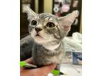 Adopt Penny Royal a Gray or Blue Domestic Shorthair / Domestic Shorthair / Mixed