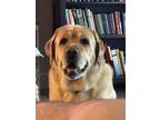 Adopt Zeus a Tan/Yellow/Fawn Labrador Retriever / Mixed dog in West Haven