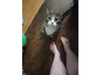 Adopt Asher and Blaze a Tan or Fawn Tabby Domestic Shorthair (short coat) cat in
