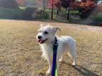 Adopt Anna a White - with Tan, Yellow or Fawn Terrier (Unknown Type