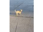Adopt Lolah a Tan/Yellow/Fawn Shih Tzu / Mixed dog in Palmetto, GA (39078840)