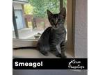 Adopt Smeagol a Gray, Blue or Silver Tabby Tabby (short coat) cat in Dallas