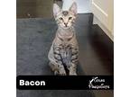 Adopt Bacon a Gray, Blue or Silver Tabby Tabby (short coat) cat in Dallas