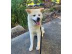 Adopt Hiromi a Red/Golden/Orange/Chestnut - with White Akita / Mixed dog in