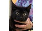 Adopt Batik a All Black Domestic Shorthair / Domestic Shorthair / Mixed cat in