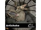 Adopt Artichoke a Gray, Blue or Silver Tabby Tabby (short coat) cat in Dallas