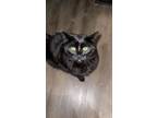 Adopt William & Louis a All Black American Shorthair / Mixed (short coat) cat in