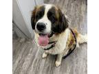 Adopt Sonya Roo a St. Bernard / Mixed dog in Fort St. John, BC (39078724)