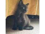 Adopt Turmeric a Brown Tabby Domestic Shorthair / Mixed cat in Wichita