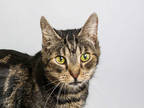 Adopt Annie a Gray or Blue Domestic Shorthair / Domestic Shorthair / Mixed cat