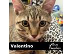 Adopt Valentino a Tiger Striped Tabby (short coat) cat in Dallas, TX (39078699)