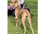 Adopt Sadie a Tan/Yellow/Fawn Great Dane / Mixed dog in Colfax, IL (39078652)