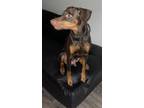 Adopt Anubis a Red/Golden/Orange/Chestnut Doberman Pinscher / Mixed dog in